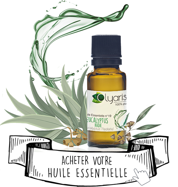 Huile Essentielle d’Eucalyptus Radié: le Guide Complet par Olyaris